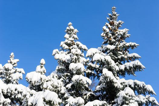 tall fir trees covered with fresh snow