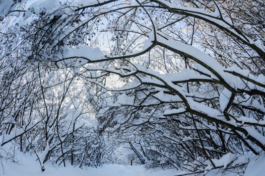 Snow on the trees and bushes in winter forest