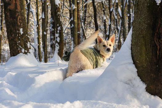 Snow on the trees and bushes in winter forest