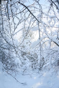 Snow on the trees and bushes in winter forest