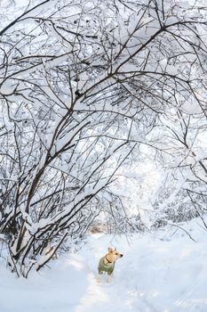 Snow on the trees and bushes in winter forest