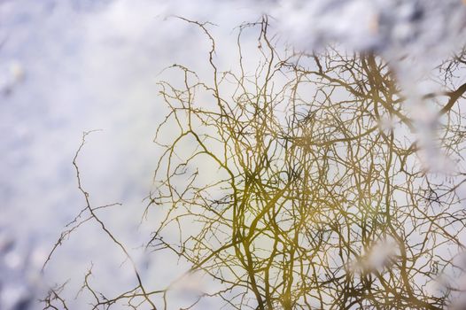 Branches reflection as symbol of depression