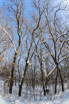 Snow on the trees and bushes in winter forest