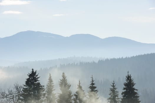 foggy morning in the carpathian mountains forest