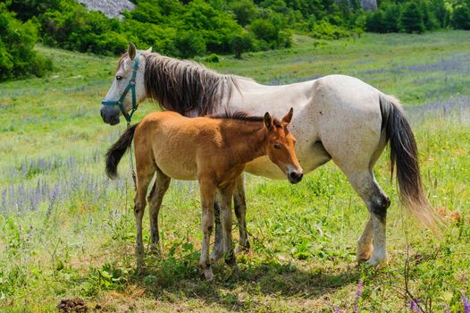 Mother Horse gives breastfeeding to his young foal