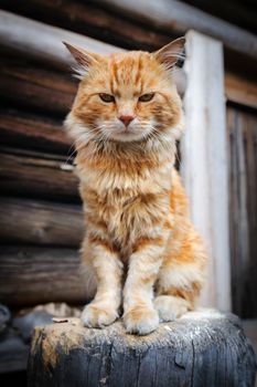 Red serious cat sitting on wooden trunk