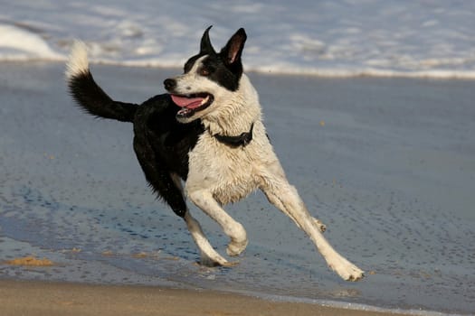 Pet dog playing in the sea water at the beach