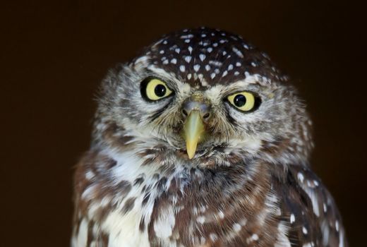 Portrait of a pearl-spotted owl with intent yellow eyes