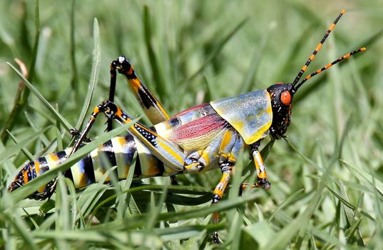 Colorful grasshopper with orange eyes and striped feelers