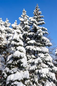 tall fir trees covered with fresh snow