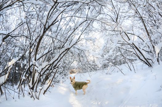 Snow on the trees and bushes in winter forest