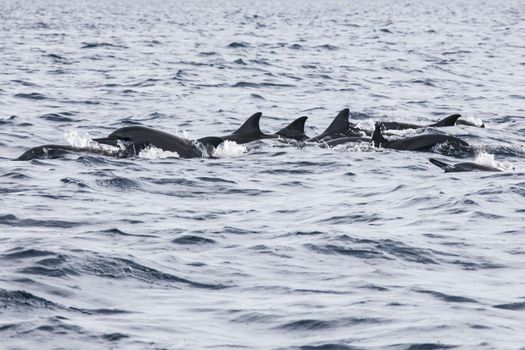 Wild dolphins indonesia