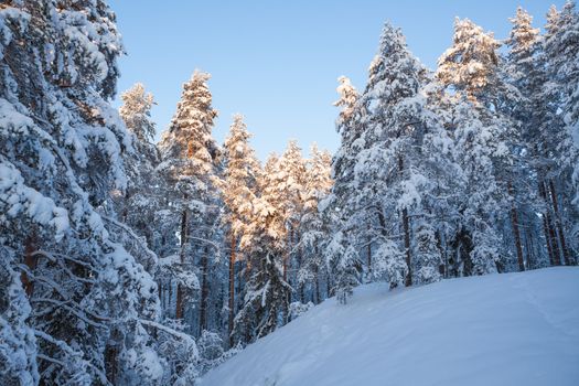 Snowy winter forest