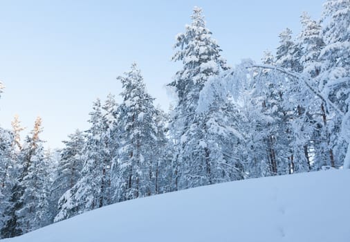 Snowy winter forest