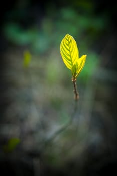 New leaf growing of ground