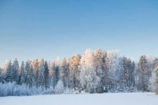 Snowy winter forest