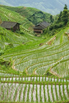 Rice fields in longshen china