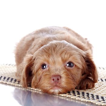 Puppy on a rug.  Puppy of a decorative doggie. Decorative dog. Puppy of the Petersburg orchid on a white background