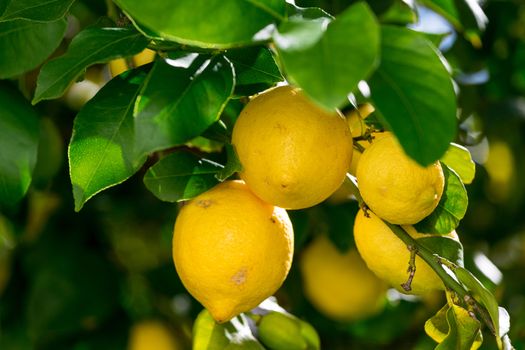 Bunch of Vibrant Ripe Lemons on Tree, closeup