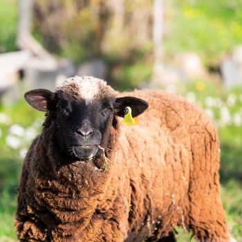 Brown Woolly Sheep on Green Meadow background