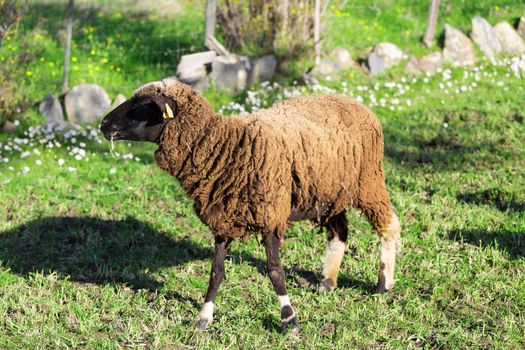 Brown Woolly Sheep on Green Meadow background