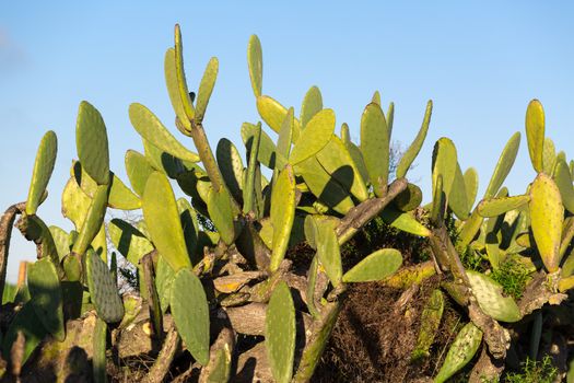 Chumbera Nopal Cactus Plant on Blue Sky background