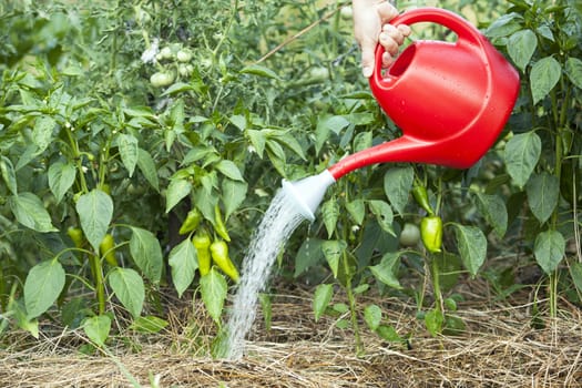 Watering of vegetable garden