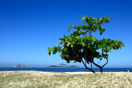 beautiful tree on ipanema beach in rio de janeiro brazil