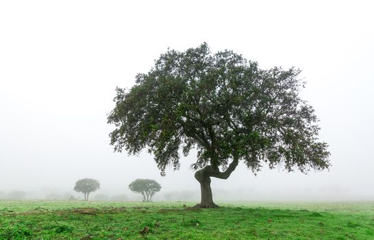 Wet Landscape With Lonely Tree in Morning Fog, winter Portugal