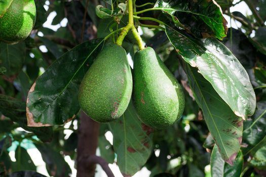 Bunch of Avocado hanging on the tree branch, closeup