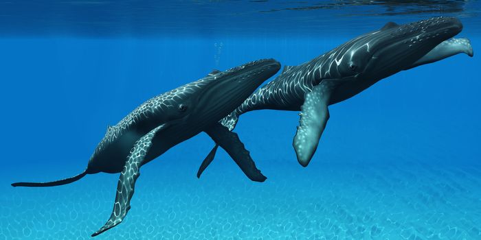 Two Humpback whales come to the surface of ocean waters to breath.