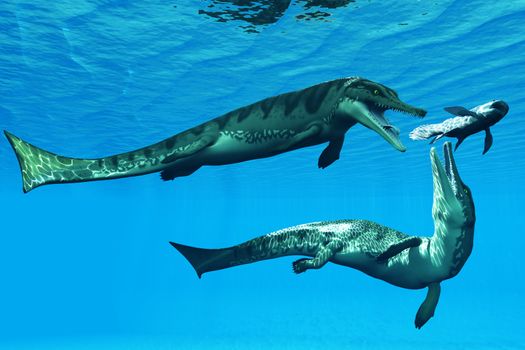 Two Metriorhynchus marine reptiles try to capture a Coelacanth fish in Jurassic Seas.