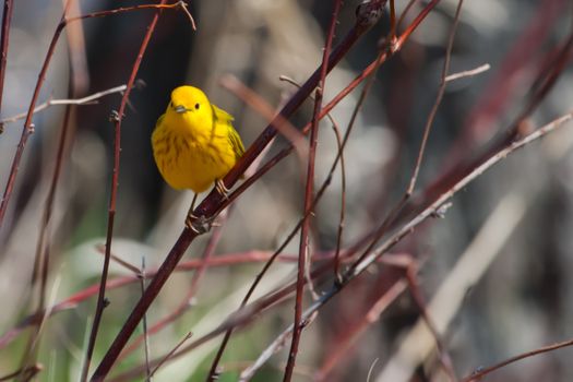 American Goldfinch perched on a tree branch in soft focus