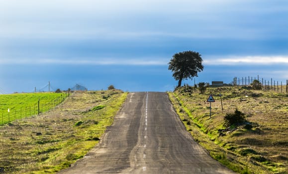 Long Country Road with Markings and Single Tree to the Distant Horizon 