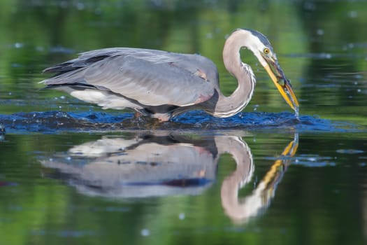 Great Blue Heron fishing in the low lake waters in soft focus