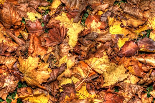 Background of a layer of beautiful Autumn Leaves in HDR High Dynamic Range