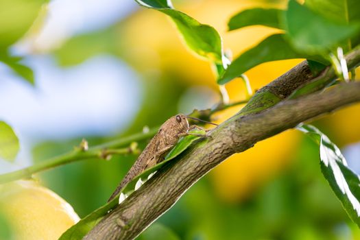 Locust sits on a Branch of Lemon Tree, closeup