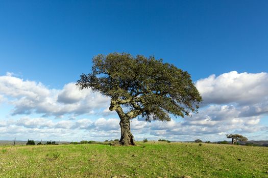 Beautiful Landscape with a Lonely Tree on blue sky background