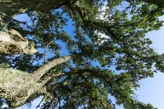 Oak Tree on Blue Sky background, shoot up