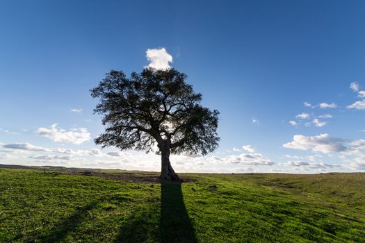 Beautiful Landscape with a Lonely Tree, sun backlit, on blue sky background