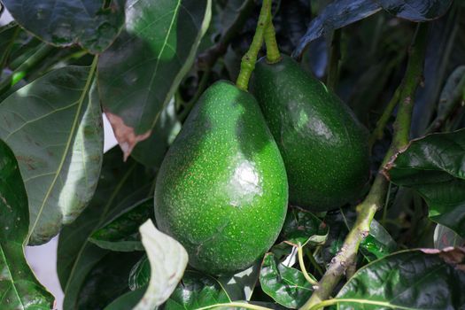 Bunch of Avocado hanging on the tree branch, closeup