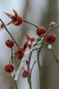 Ice covers branches of a crab apple tree after an ice storm in a Michigan winter.