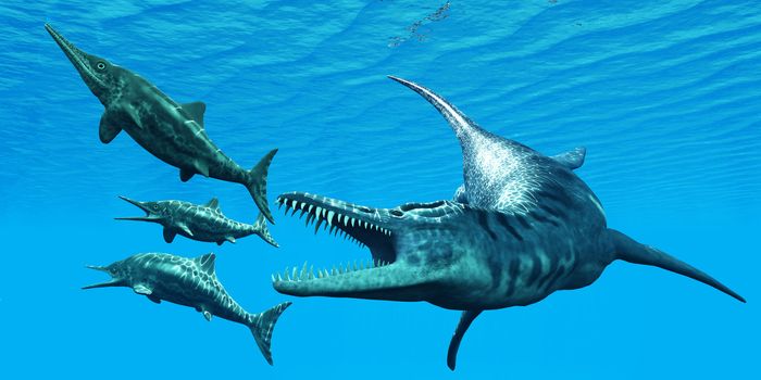Liopleurodon was a giant marine reptile that hunted Ichthyosaurus dinosaurs in Jurassic Seas.