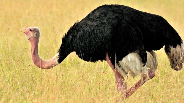 birds of Tanzania