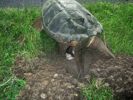 common snapping turtle, chelydra s. serpentina, laying eggs