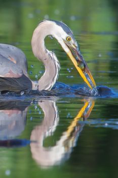 Great Blue Heron fishing in the low lake waters in soft focus