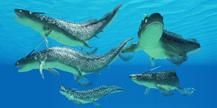 Xenacanthus is a prehistoric shark from the Devonian and Triassic Periods of Earth's history.