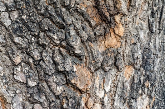 Tree Bark. Detailed.Texture effect.filling the frame 