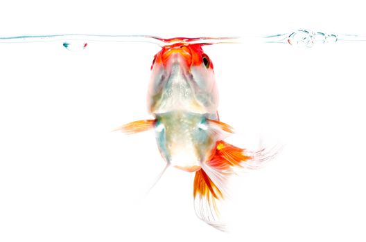 Gold fish on a white background : Clipping path included.