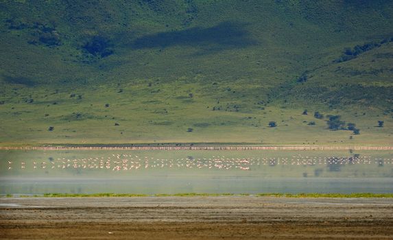 birds of Tanzania